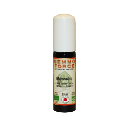 GemmoForce Complexe N°09 - Masculin - sans alcool - Bio - 30 ml - Gemmothérapie - Vecteur Energy