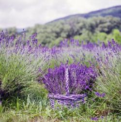 Huiles essentielles pures
